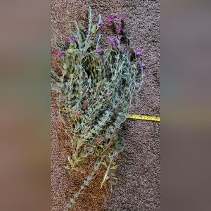 Lavender Bunch - Dried Lavender for bouquets French Spanish Topped Organic